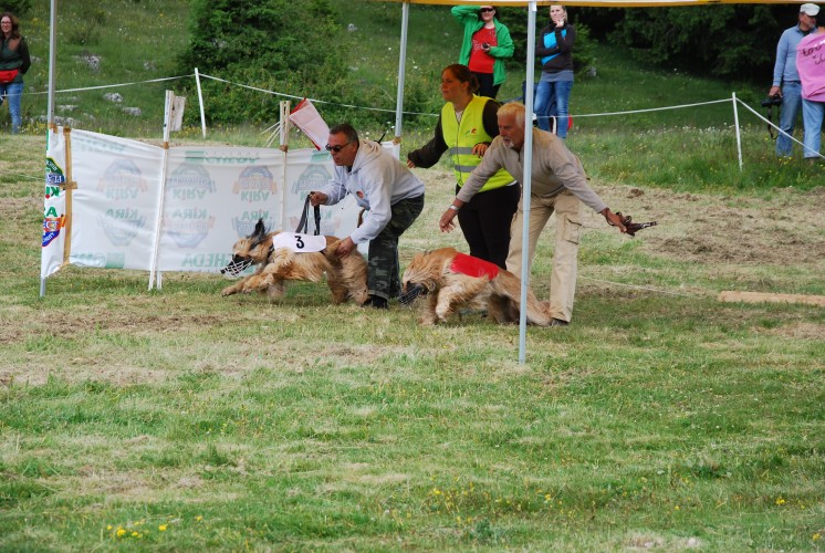 Coursing Euro Foto Riemer