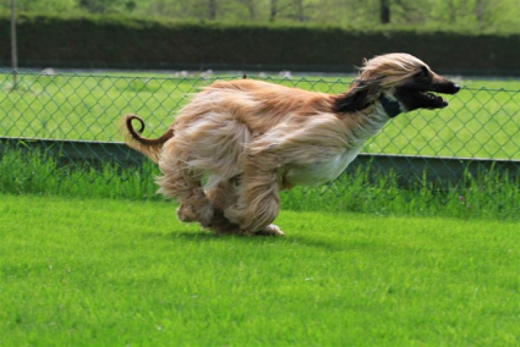 Hafsah beim Training Foto: E. Achermann