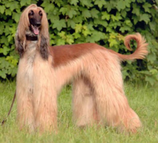 Foto: Hunziker